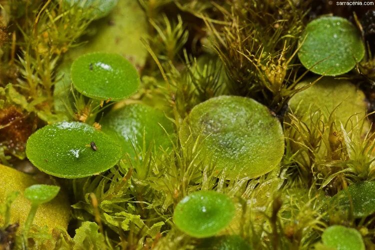 Водные растения пузырьки. Пузырчатка растение хищник. Пузырчатка (Utricularia). Пузырчатка малая Utricularia Minor. Пузырчатка обыкновенная хищное растение.