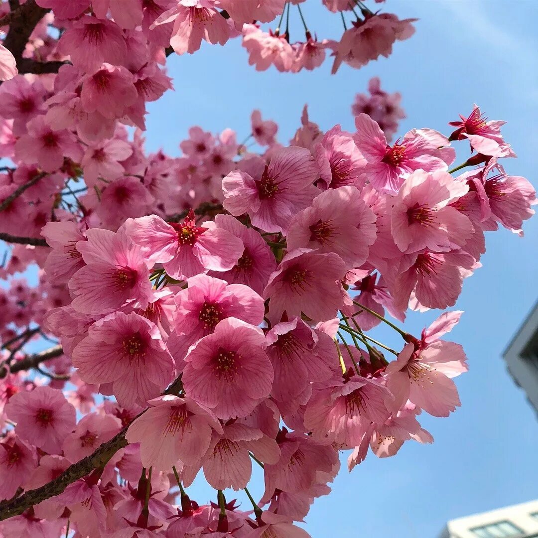 сакуру едят. сакуру едят. сакура ест лапшу. цветущая сакура плоды. плоды сакуры японской.