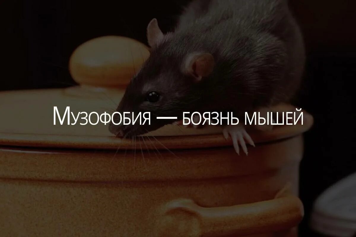Как называется боязнь крыс