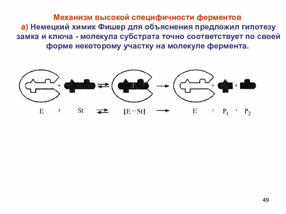 Гипотеза фишера