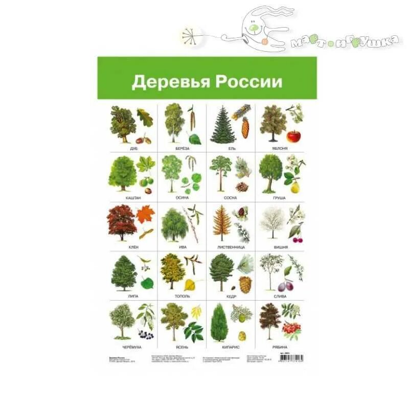 Карточки лиственные деревья. Деревья фото и названия для детей. Листопадные деревья список названий. Лиственные деревья для дошкольников. Карточки с изображением деревьев.