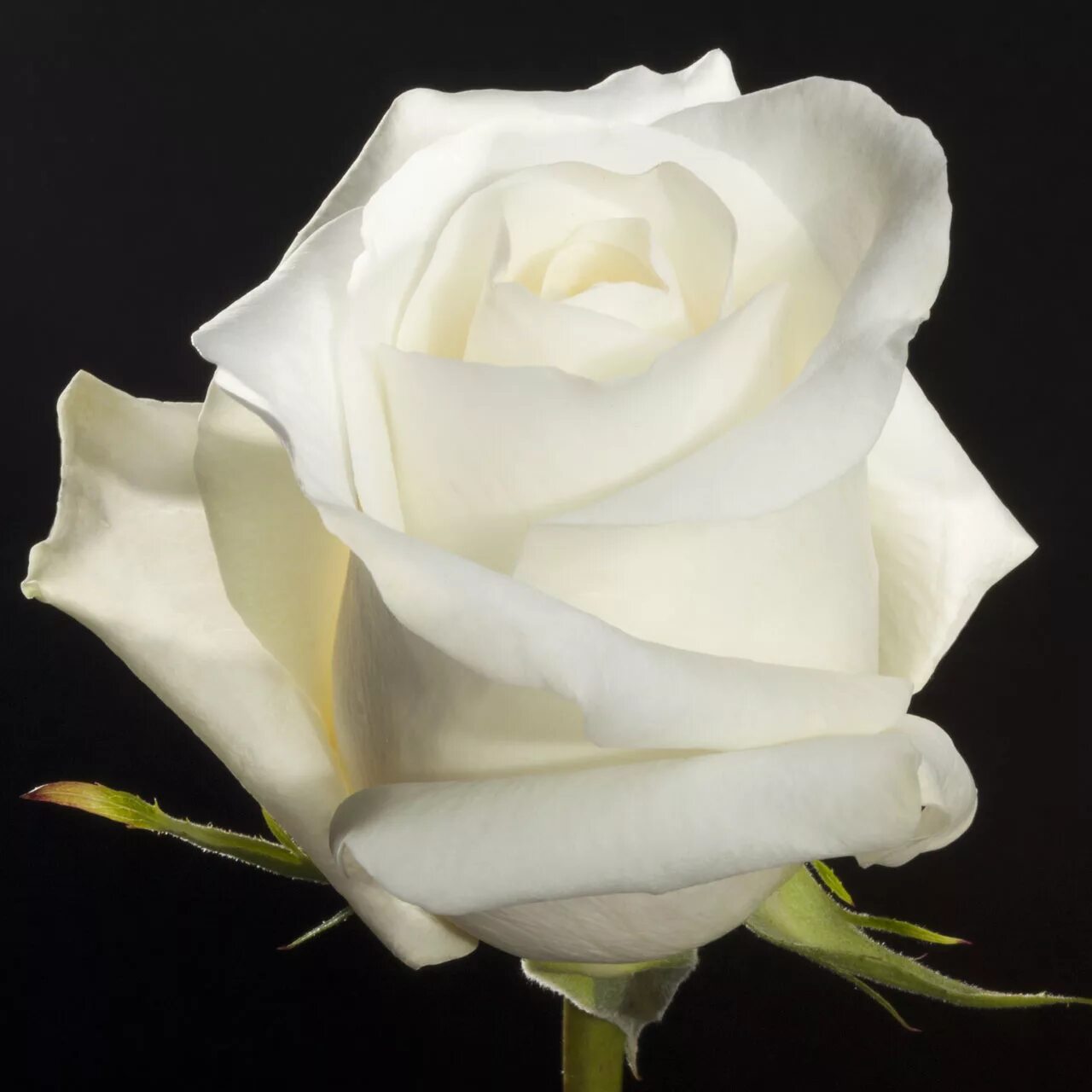 Как называются белые розы. Как называются белые розы. Белые розы магади. Как называются белые розы. Как называются белые розы.