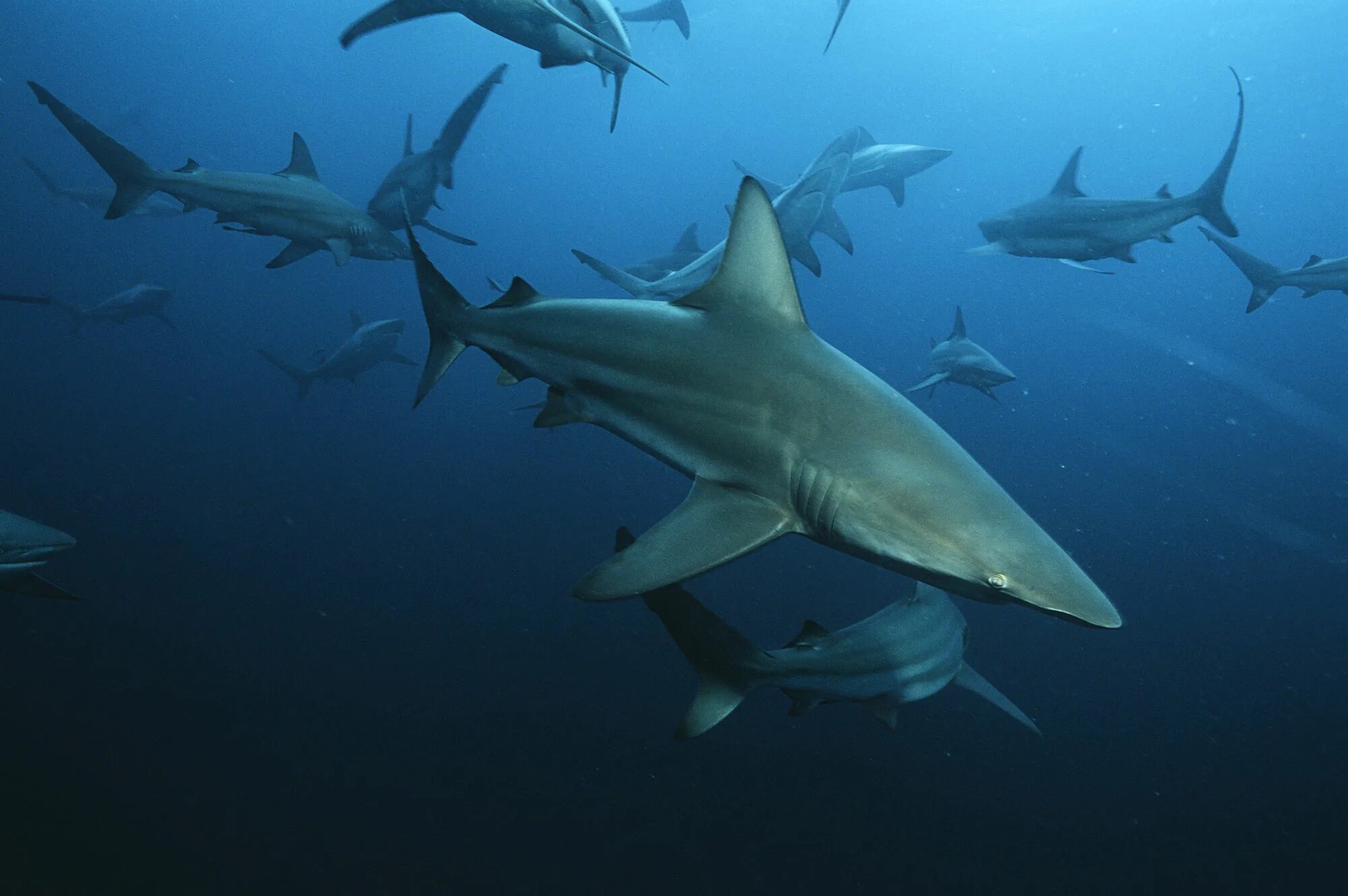В каком океане акулы встречаются только летом. Carcharhinus limbatus. Blacktip Reef Shark. Черноперая рифовая акула стая. Стая акул.