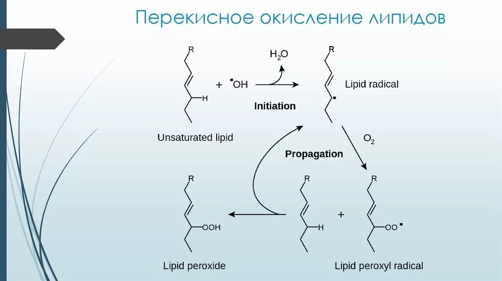 Пол липидов. Схема перекисного окисления липидов биохимия. Перекисное окисление липидов. Перекисное окисление липидов схема. Перекисное окисление липидов биохимия.