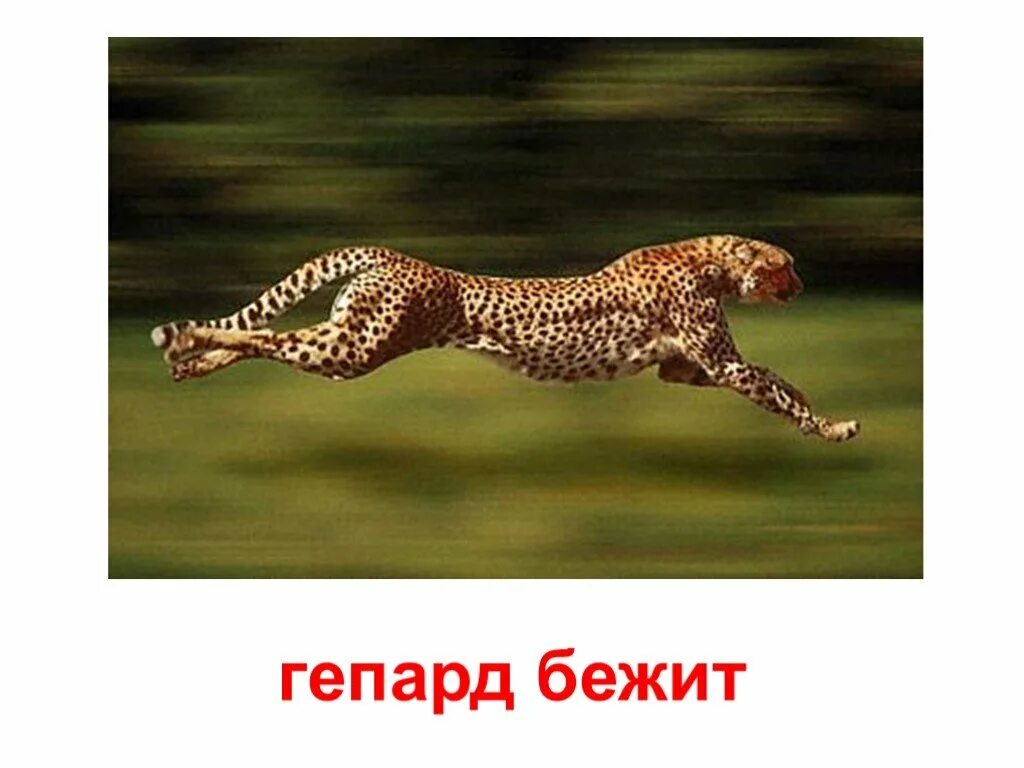 Сколько скорость гепарда. Гепард бежит. Скорость гепарда км/ч. Максимальная скорость гепарда. Максимальная скорость Гепар.