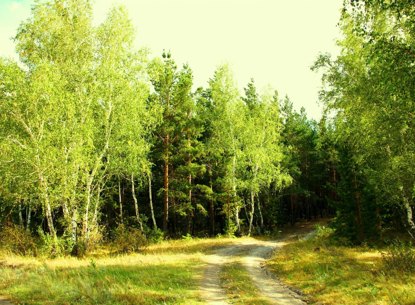 Береща. Опушка леса Левитан. Смешанный Уральский лес опушка. Лиственный лес средней полосы России. Летний лес Лужского района. Природное сообщество березовый лес