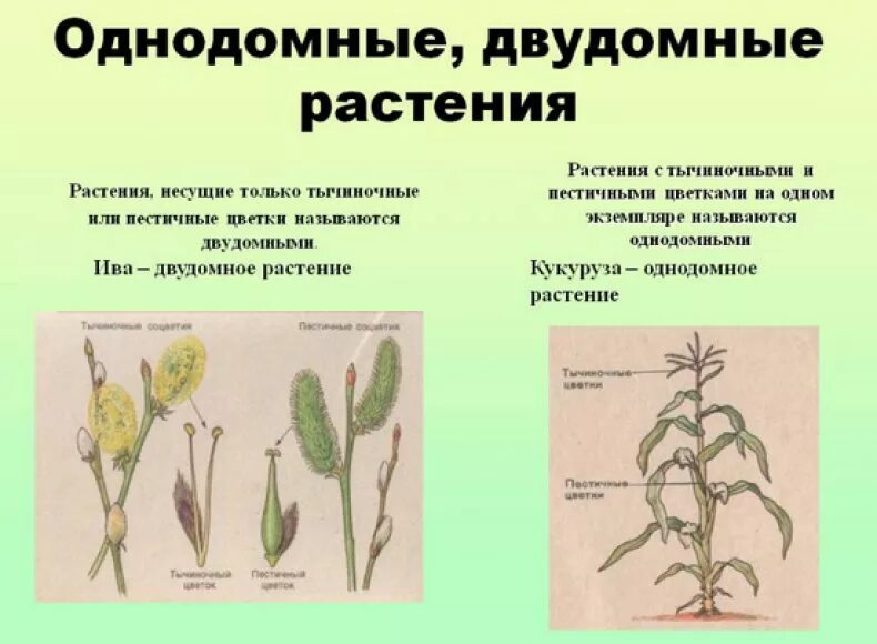 Чем однодомные растения отличаются от двудомных. Ясень двудомное или однодомное растение. покрытосеменные однодомные. однодомные и двудомные цветки. ива двудомное растение.
