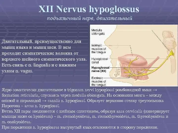 XII пара. Подъязычный нерв (n. hypoglossus). Подъязычный нерв анатомия. XII пара - подъязычный нерв. Подъязычный нерв иннервирует мышцы языка. Поражение подъязычного нерва