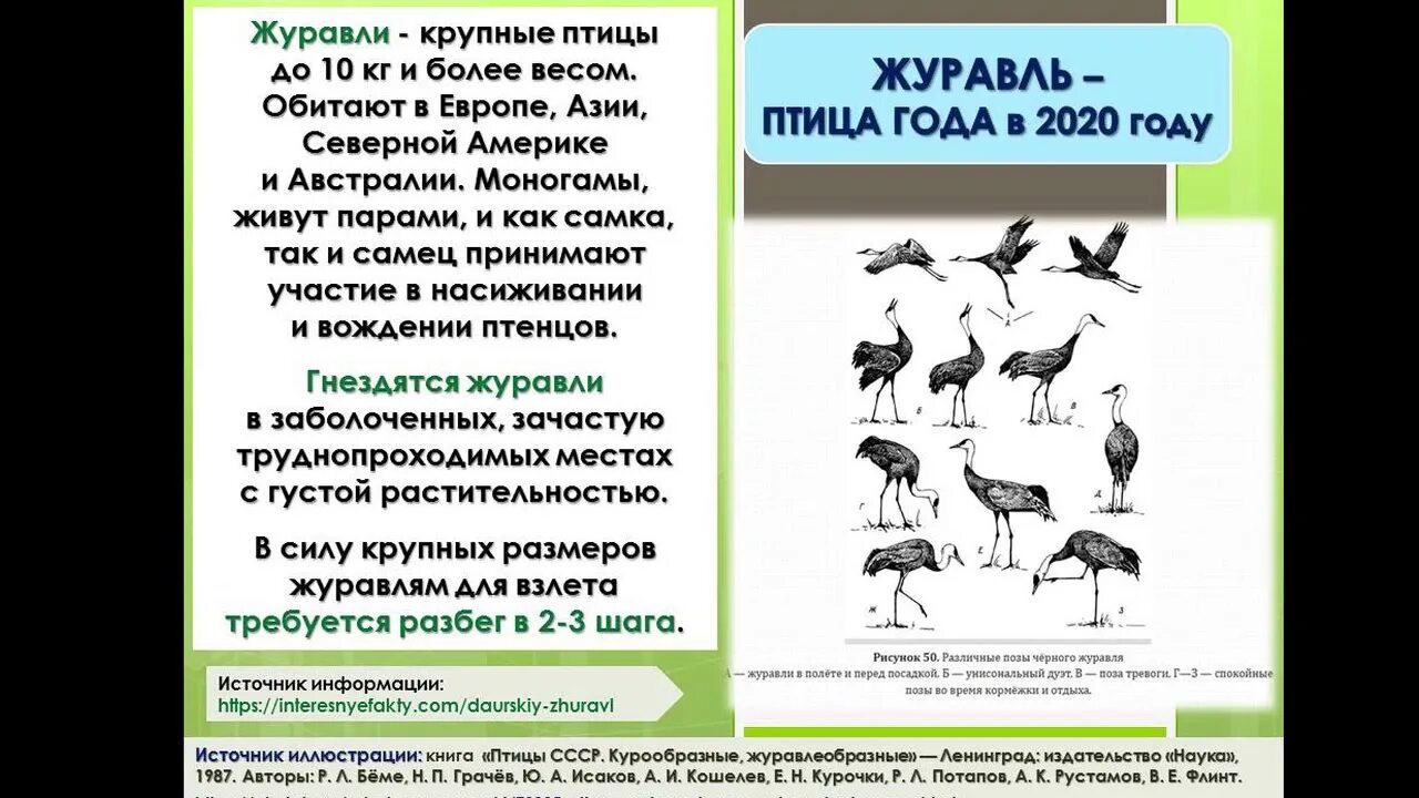 Союз охраны птиц россии птица года 2024. Журавль птица 2020. Птица года 2020 в России. Журавль птица года 2020 в России. Союз охраны птиц России птица года 2022.