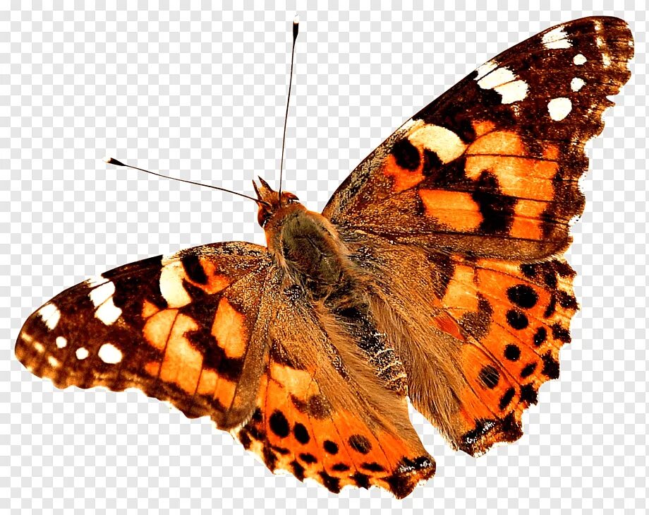 Прозрачном фоне формата png. Бабочка репейница. Репейница бабочка на белом фоне. Красивые бабочки на прозрачном фоне. Бабочки на белом фоне.