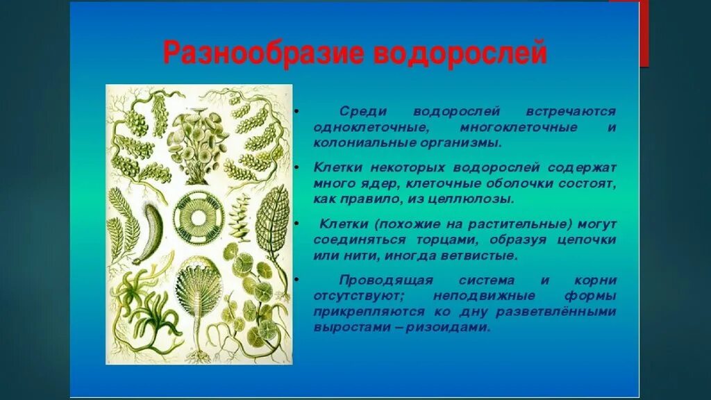 Понятие водорослей. Многообразие водорослей. Водоросли их разнообразие. Многообразие зеленых водорослей. Многообразие нитчатых водорослей.