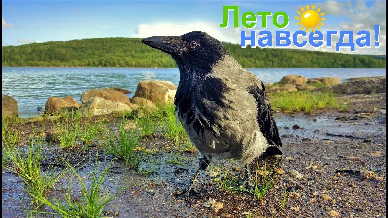 Ворон ласково. Лето навсегда. Ворона и Чайка.