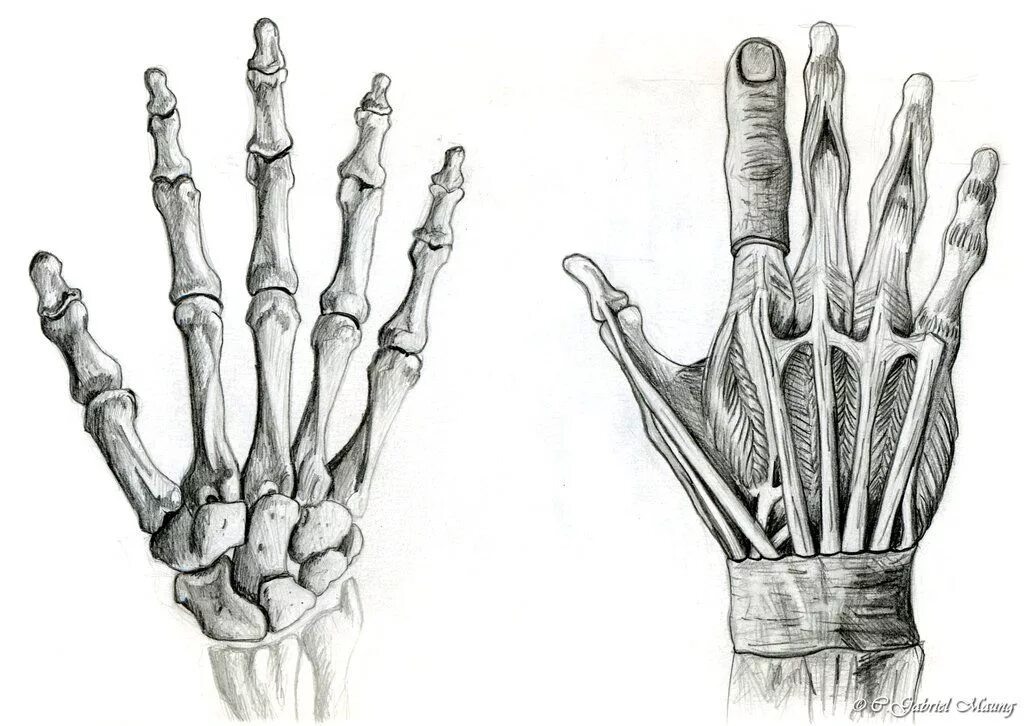 Скелет человека кисть референс. Анатомия скелета кисти человека. Кости запястья анатомия человека. Кости кисти руки человека референс. Hand bone