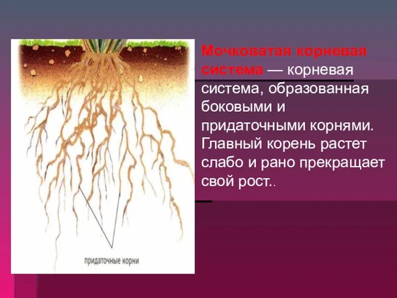 Растений имеют мочковатую корневую систему. Мочковатая корневая система. Растения с мочковатой системой. Мочковатая система корня. Корни мочковатой корневой системы.