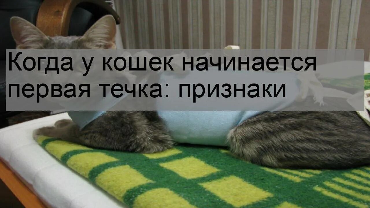1 течка у кошек. Когда у кошечек первая течка. сколько длится течка у кошки. когда у кошки начинается.