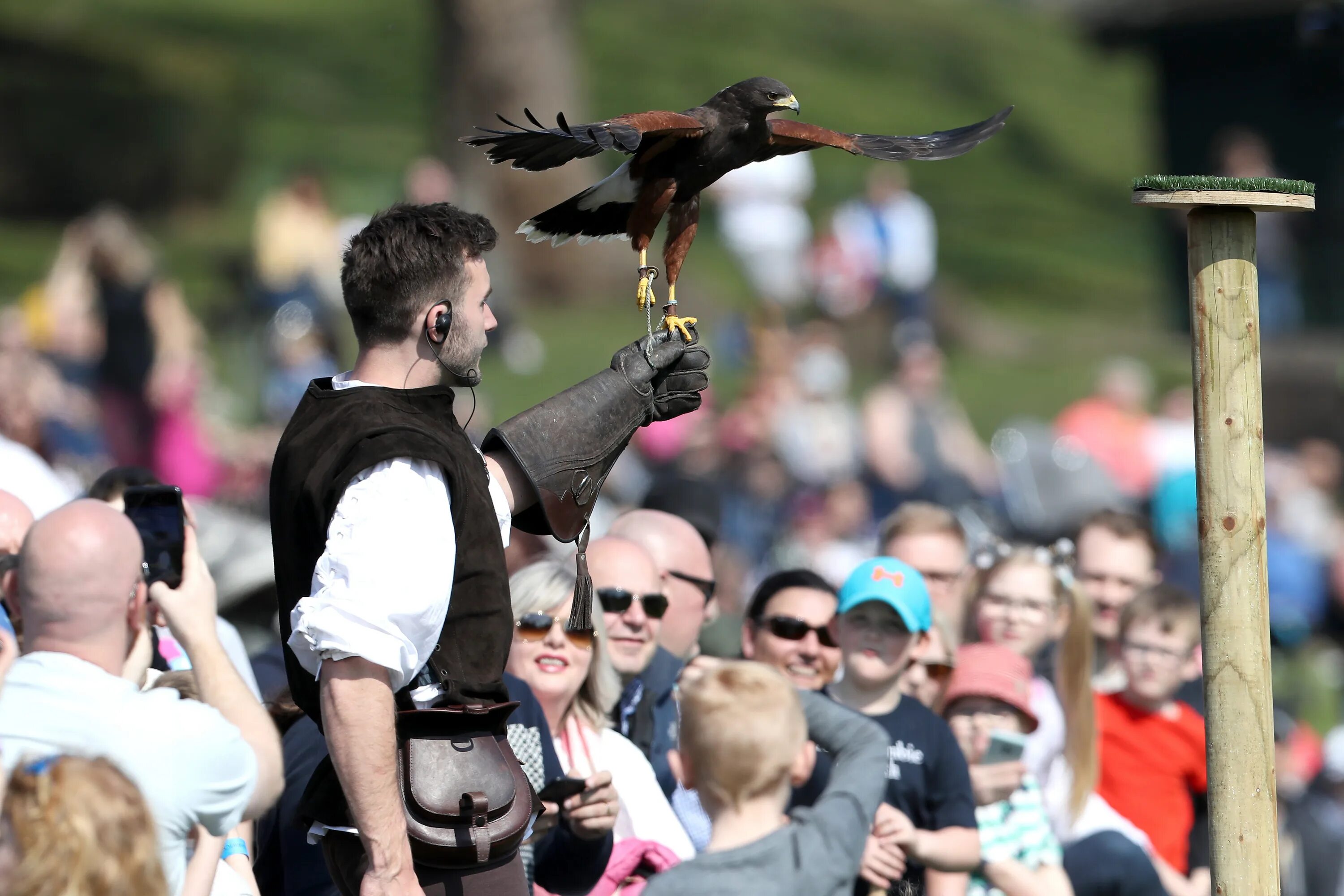 Птица рыцарь. Katherine Castle птицы. Птицы Рыцари от миджорни. The Falconer.