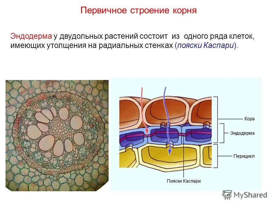 Строение корня однодольного растения. Строение корня двудольного растения схема. Поперечный срез корня двудольного растения тыквы. Строение стебля двудольных растений. Клетка однодольного растения.
