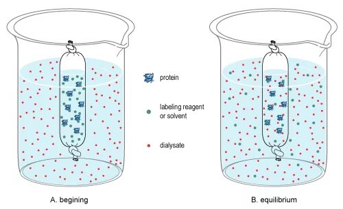 Диализ белков. Диализ коллоидная химия. Диализ через полупроницаемую мембрану. Диализ схема проведения. Диализ физика процесса.
