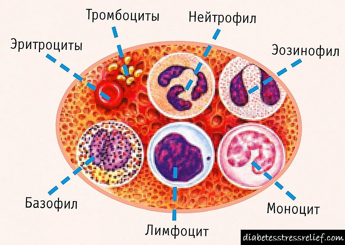 Лимфоцит моноцит тромбоцит эритроцит. Строение клеток крови рисунок. клетки крови лейкоциты рисунок. клетки крови эритроциты лейкоциты тромбоциты рисунок. строение клетки крови человека лейкоцит.