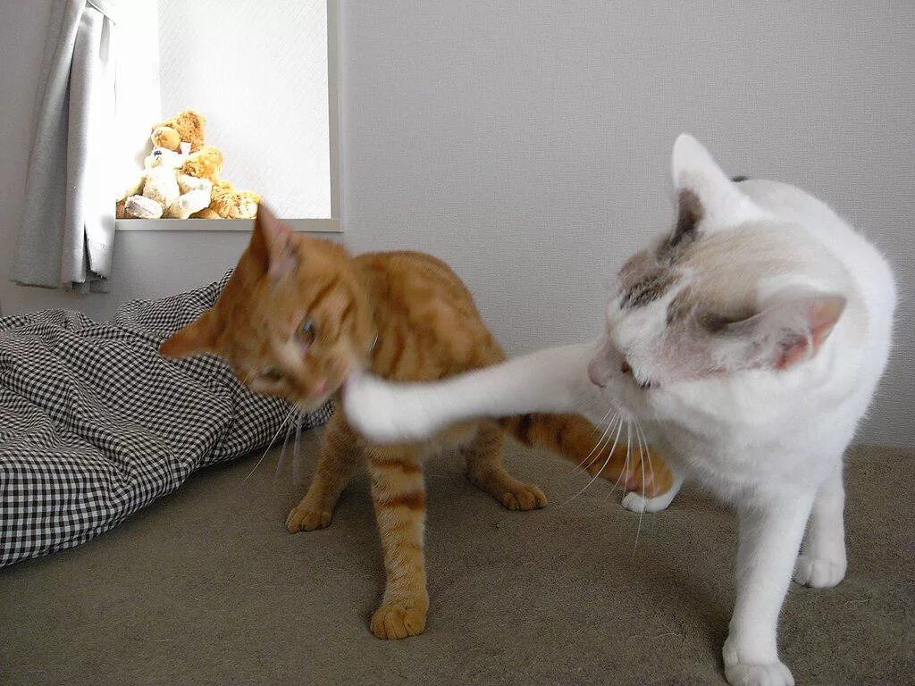 Кот дерется с другими котами. Котята дерутся. два кота дерутся. котики спорят. милые котики дерутся.