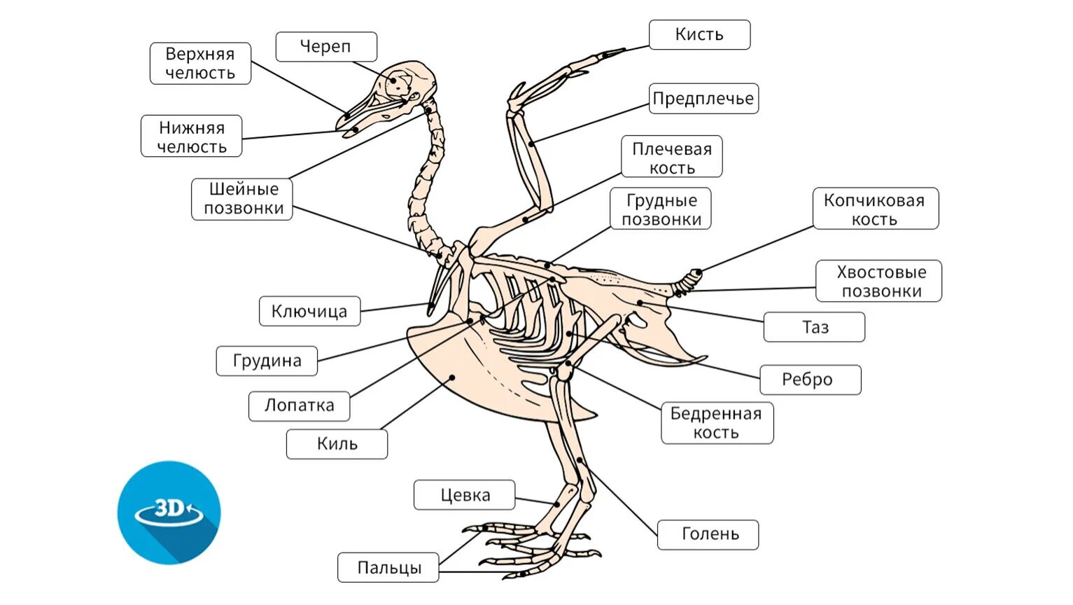 Внутреннее строение орла. Скелет птицы биология 8 класс. Скелет голубя биология 7 класс. Строение скелета сизого голубя. Строение скелета курицы схема.