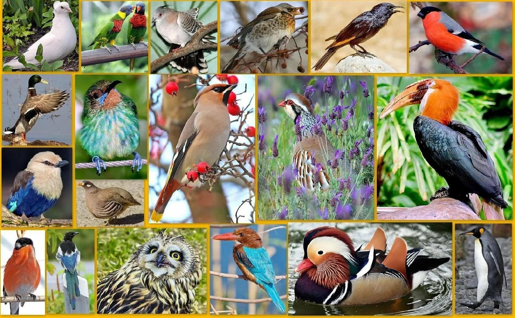 Разнообразие птиц. Видовое разнообразие птиц. Дикие птицы. Птицы многообразие видов.