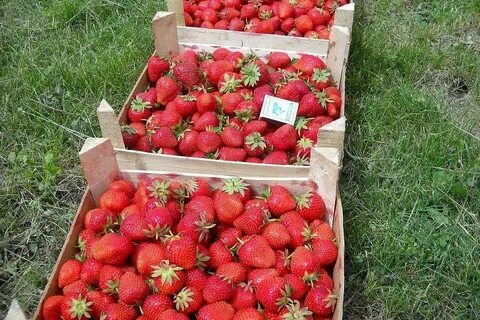 Клери сорт клубники характеристика и описание