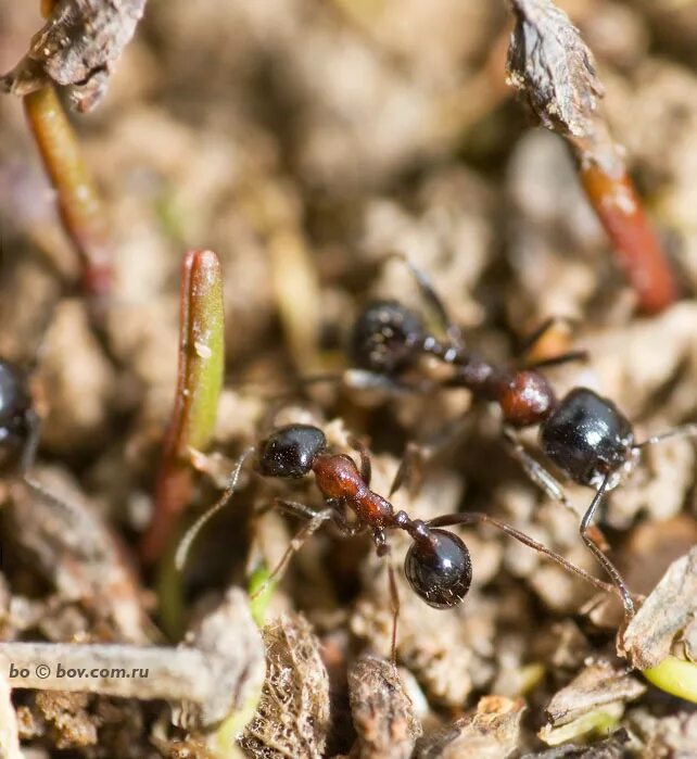 Messor structor муравей-Жнец. Муравьи Messor denticulatus. Messor denticulatus красногрудый муравей-Жнец. Колония муравьев-жнецов Messor structor. Messor structor