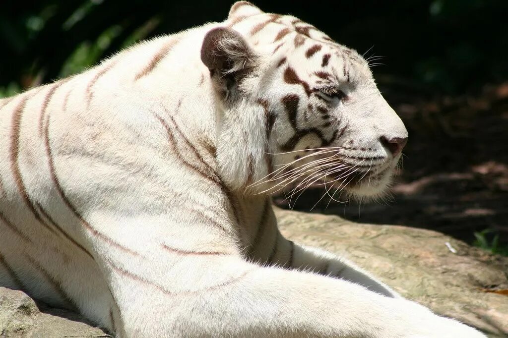 бенгальский тигренок. белый тигр морда. бенгальский тигр альбинос. белый тигр на английском. бенгальский тигр альбинос.