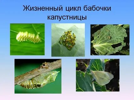 Тип развития капустной белянки