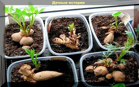 Когда высаживают георгины в грунт весной подмосковье