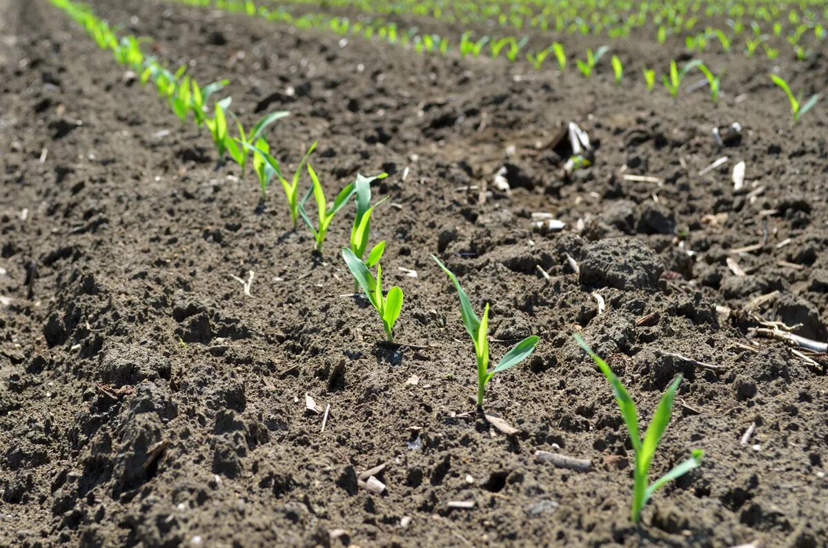 Какие семена сеют весной. Всходы кукурузы. Озимая пшеница всходы кущение. Посев кукурузы. Ростки кукурузы.
