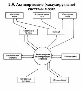 Функциональная система мозга