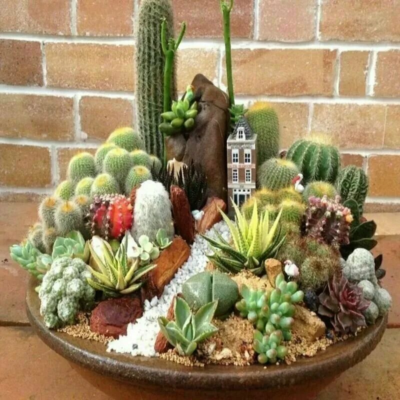 суккулент цитра. кактус опунция мини. магазин кактусов и суккулентов. кактус опунция суккулент. кактусовые суккуленты.