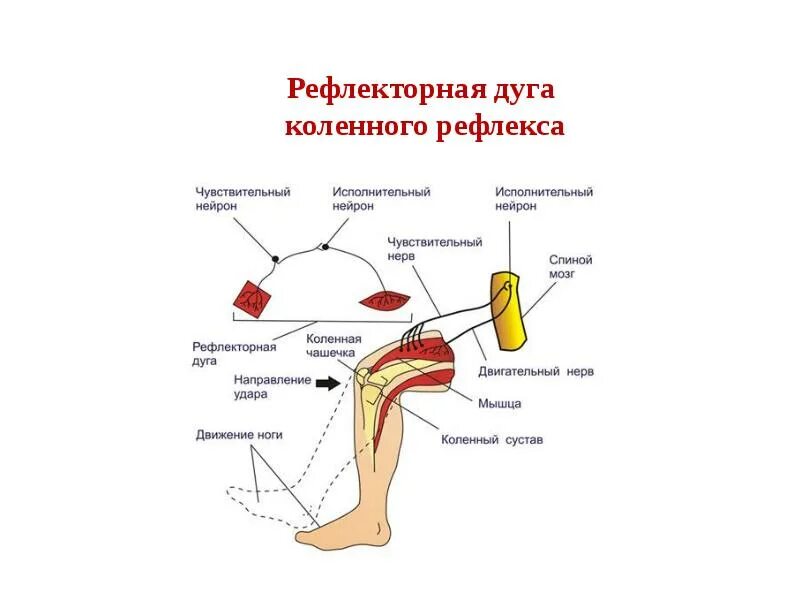 Схема дуги сухожильного рефлекса. Рефлекторная дуга разгибательного коленного рефлекса рисунок. Схема рефлекторной дуги разгибательного коленного рефлекса. Соматическая рефлекторная дуга коленного рефлекса.