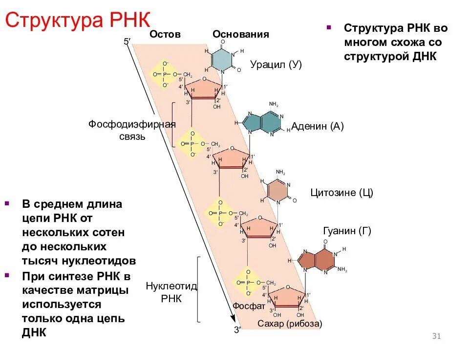 Молекула рнк состоит. Структура молекулы рнк. состав и строение рнк. состав рнк кратко. структура рнк кратко.