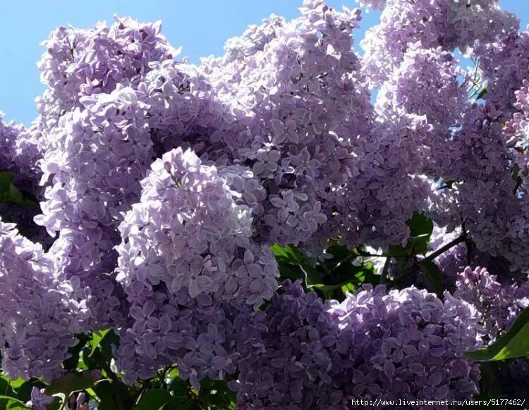 Сирень Примроуз. Syringa vulgaris Primrose. Сирень обыкновенная Примроуз. Сирень обыкновенная снежный ком.