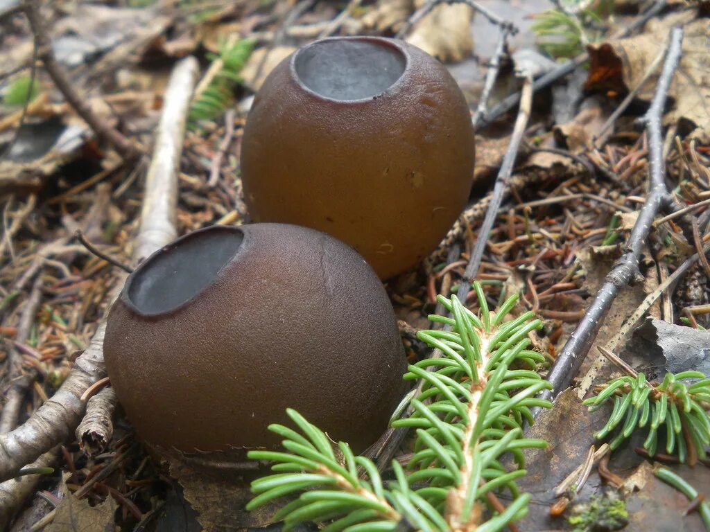 Молодильный гриб саркосома. Саркосома шаровидная Sarcosoma globosum. Саркосома шаровидная гриб. Молодильный гриб Саркосома шаровидная. Молодильные грибы Саркосома.