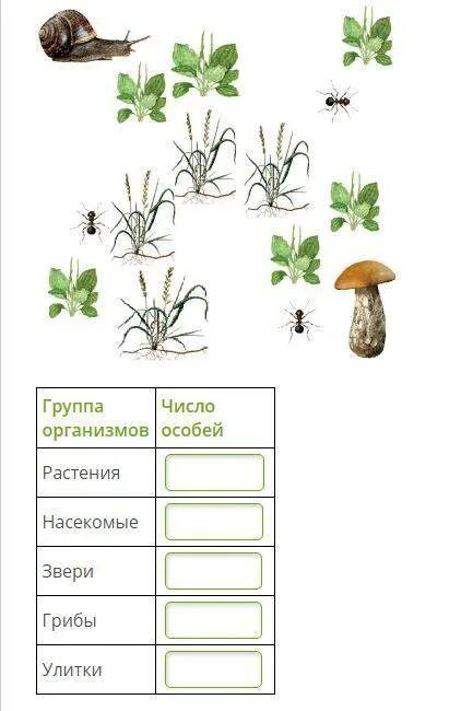 Растения какое число. Какие растения растут на пробной площадке. животные растения насекомые. рассмотри пробную площадку на лужайке и внеси данные в таблицу. какие животные встречаются на пробной площадке.