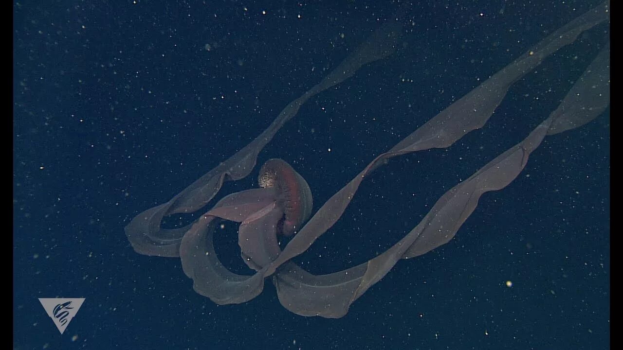 Deep-sea terrors ai. Тихоокеанский идиакант. Обои huawei deep sea love. The deep sea. Европейский удильщик, или европейский морской чёрт.