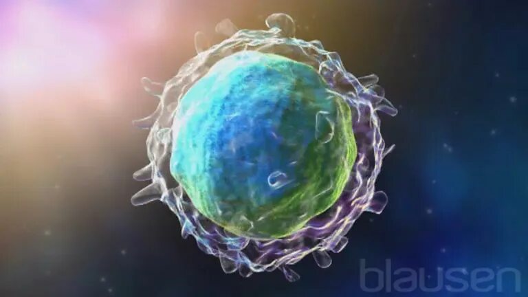 Лимфоциты фото. B клетки. Лимфоциты PNG. Лимфоциты фото рисунок. Т и б клетки