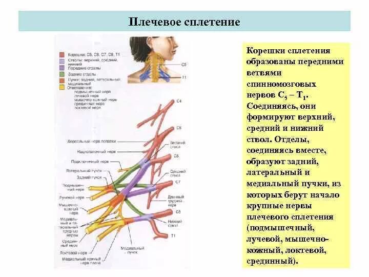 Сегменты шейного сплетения. Плечевое сплетение таблица иннервации. ветви плечевого сплетения таблица. сегменты спинного мозга формирующие плечевое сплетение.