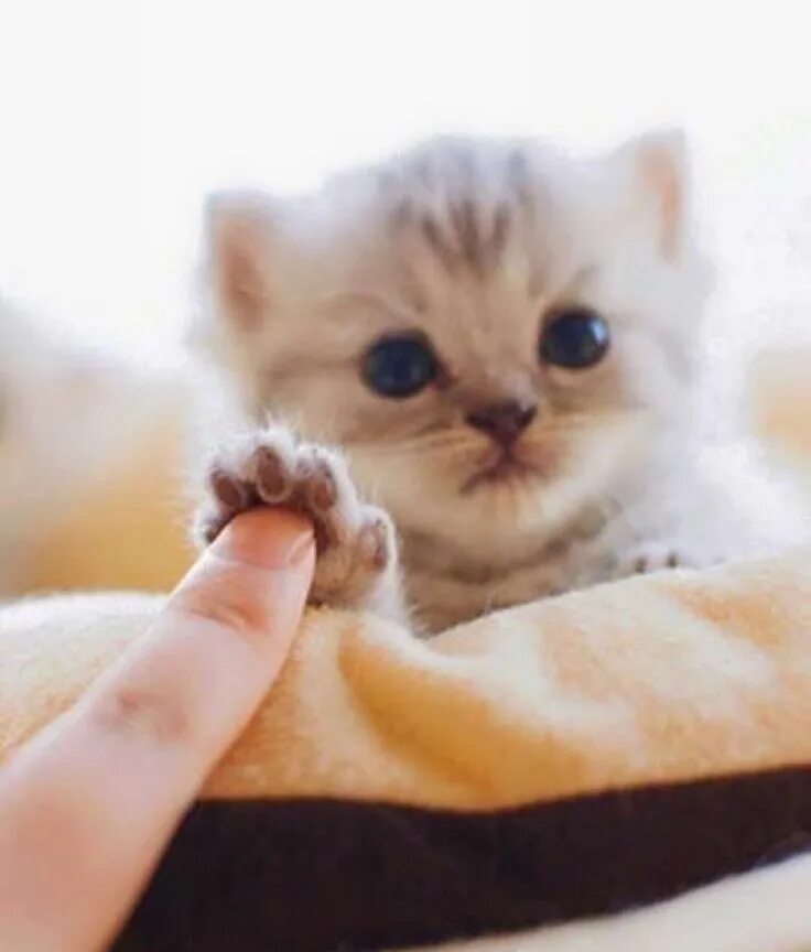 Где найти хорошую девушку. Питомцы toca world. Где найти милую. Тока life петс. Красивые котята.