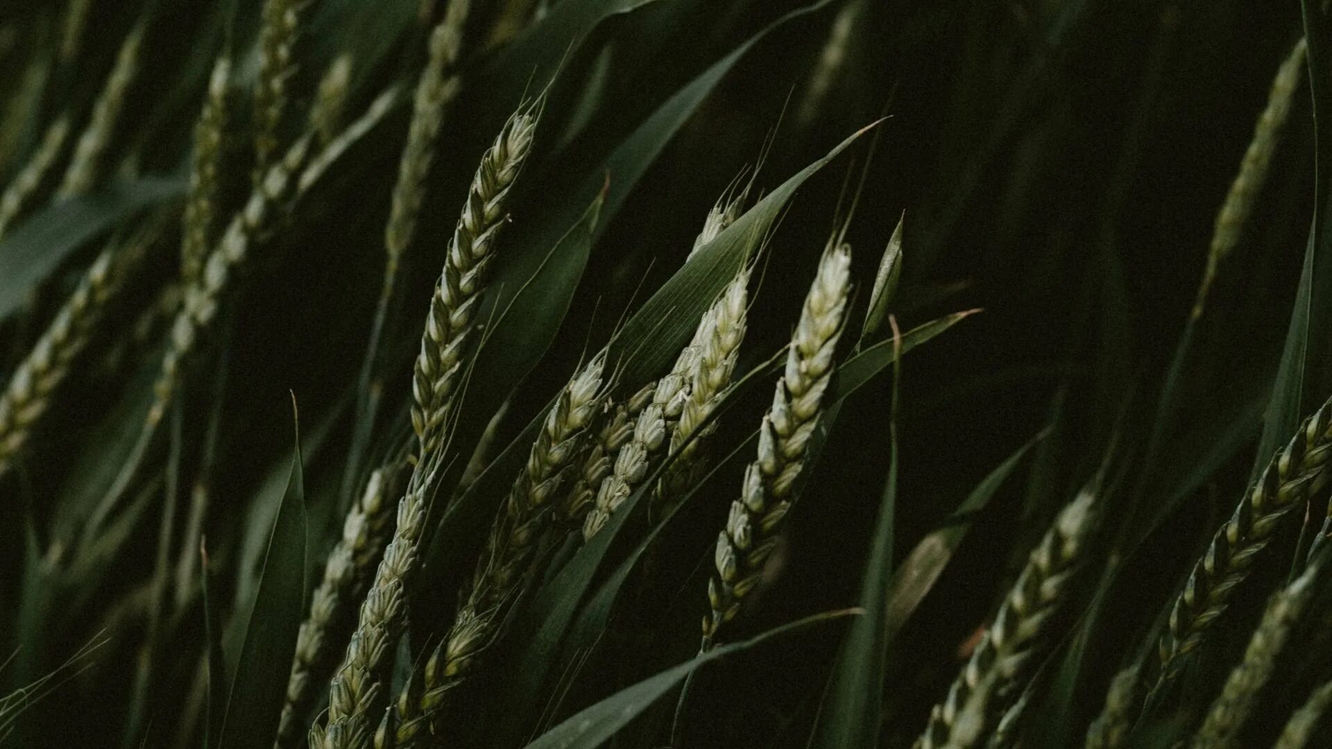 Triticum dicoccum. Колосок пшеницы пшеничный колосок. Колоски. Короткий колос. Колосья пшеницы.