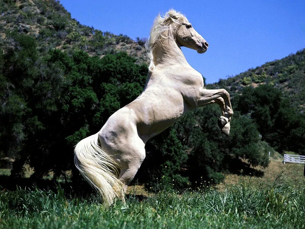 Лошадь на дыбах. Белый конь. Красивые лошади. Конь встал на дыбы.
