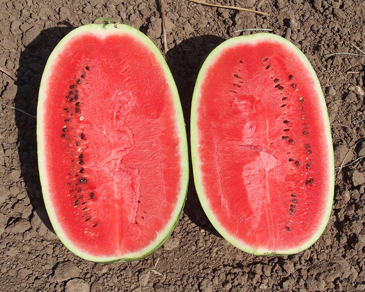 сорт арбуза топ ган. арбуз романза f1. арбуз топ. арбуз топган f1. арбуз микадо f1.