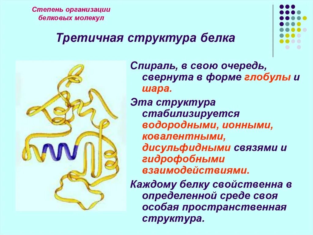 В организации белковых. Дисульфидные связи структура белка. Третичная структура белков. Третичная структура белка дисульфидные связи. Третичная структура белка форма молекулы.