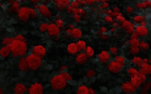 Rose pc
