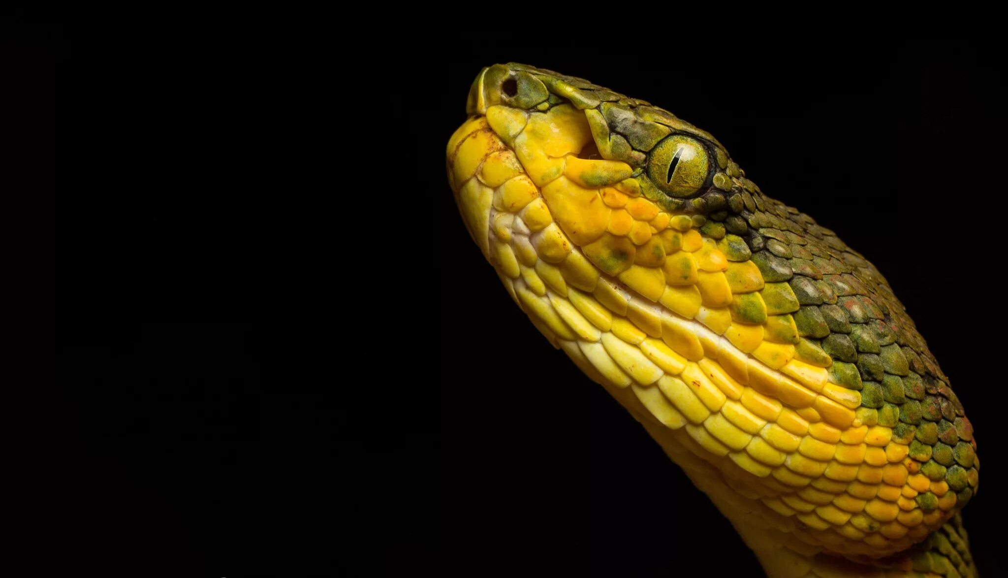 Змея на заставку телефона. Пресмыкающиеся змеи. Вайпер змея. Pit Viper 2000. Морда змеи.