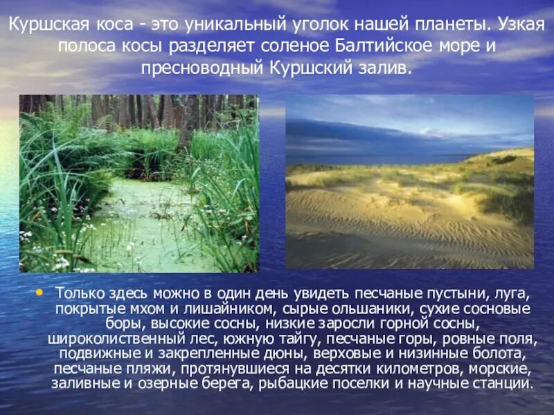Сообщение про куршскую косу